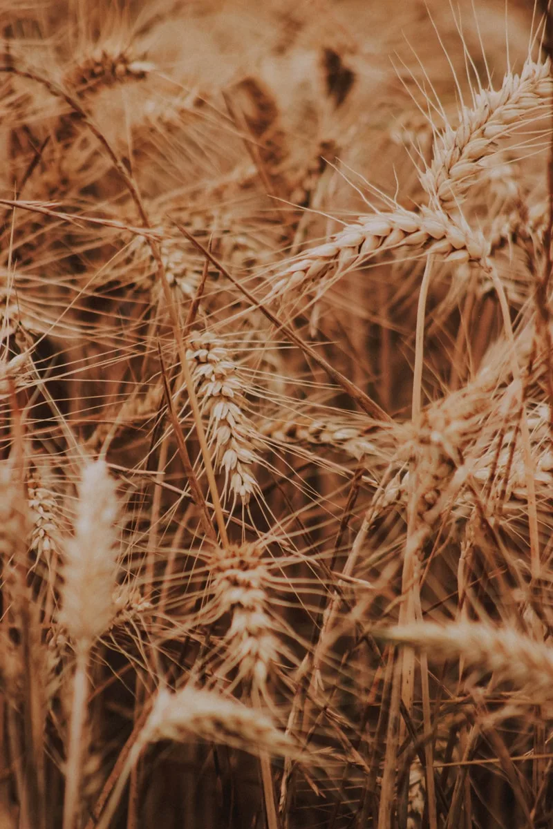 THANKING GOD AND CELEBRATING THE HARVEST